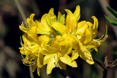 px Rhododendron luteum (flower)