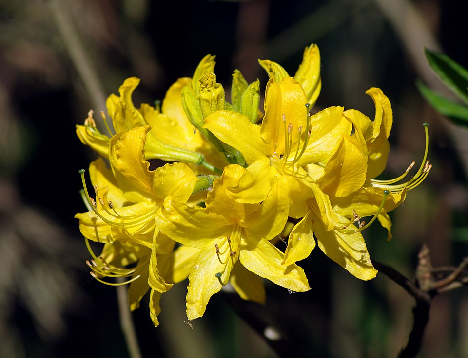 px Rhododendron luteum (flower)